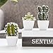 MyGift 4-inch Assorted Artificial Cactus Plants, Mini Fake Desert Plants in White Square Pots, Set of 3