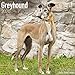 Greyhound Calendar - Dog Breed Calendars - 2019 - 2020 Wall Calendars - 16 Month by Avonside (Multil by