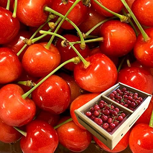 Amazon 21年先行予約 さくらんぼ 佐藤錦 秀品 Lサイズ バラ詰め 600g 山形県東根市 ご注文順に6月下旬 順次発送 おらだのフルーツ さくらんぼ 通販