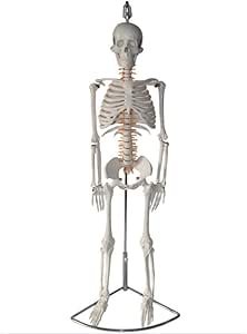 DONGBALA Modelo del Esqueleto Humano, Los 85CM Anatomía Modelo Colgando