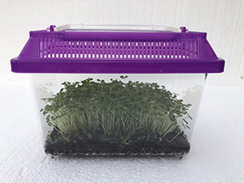 Pocket Pet Habitat With Voucher For 5 Exotic Roly-Poly Bugs (Dalmatian & More) - Portable Acrylic Case