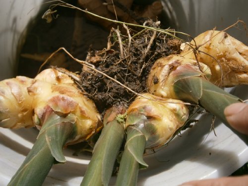 Live Ginger Plants with Roots, trimmed to about 8" plants (No pot and no soil) LIMITED TIME-BUY ONE ROOT CLUSTER GET ONE FREE before FREEZE