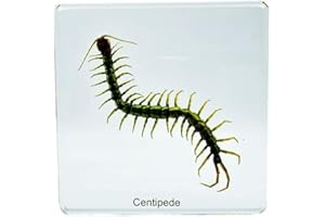 BETENSH Resin Insects, Insect Specimens(butterfly, Dragonfly,Cricket, Chrysanthemum, Spider) Resin Preservation, Resin Amber for Children's Science Education, Collection (Cricket)