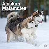 Alaskan Malamutes 2020 12 x 12 Inch Monthly Square Wall Calendar, Animals Dog Breeds by 