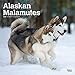Alaskan Malamutes 2020 12 x 12 Inch Monthly Square Wall Calendar, Animals Dog Breeds by 