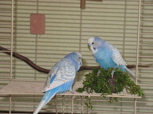 Villa Casa 75 Anthraciteplatinium Amazonfr Animalerie