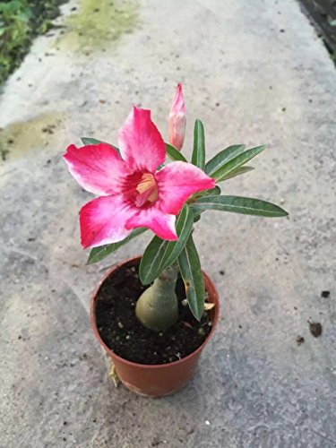 5 Caudex+Bonsai+very+rare+quantities+new+new+new