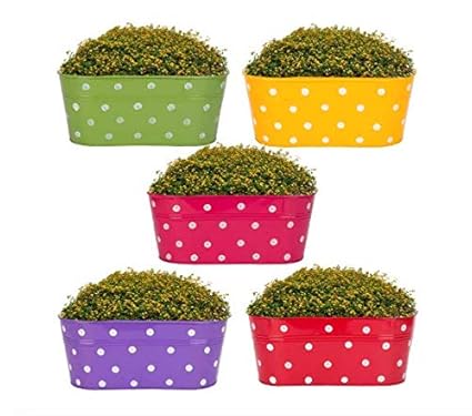 Portico by Arcus India - Hanging Metal Pot Holders for Garden / Balcony / Terrace | Painted | Resistant to Corrosion | Detachable Double Hooks | Set of 5