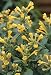Arizona Sun Hummingbird Mint - Agastache - 10 Seeds