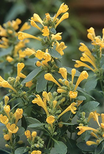 Arizona Sun Hummingbird Mint - Agastache - 10 Seeds Arizona Sun Hummingbird Mint - Agastache - 10 Seeds