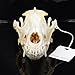 dog Skull Taxidermy supplies art bone vet medicine 1:1