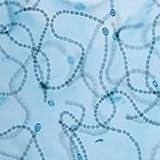 General Microbiology Microscope Slide Set