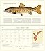 Trout of North America Wall Calendar 2019