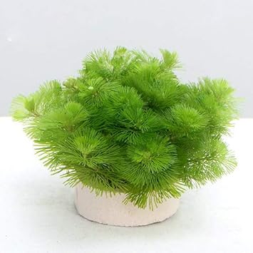 Amazon 水草 メダカ 金魚藻 ハニカムシェルター カボンバ ミニ １個 北海道航空便要保温 Charm チャーム 生体水草 通販