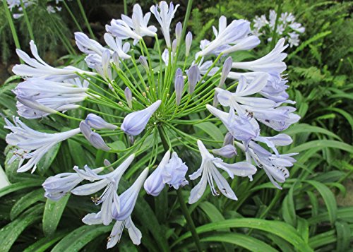 Lily of the Nile new blooming at the garden during Summer.: Agapanthus