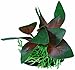 Blue Spotted Betta Plant Red Anubias Leaf, Great for Betta Fish