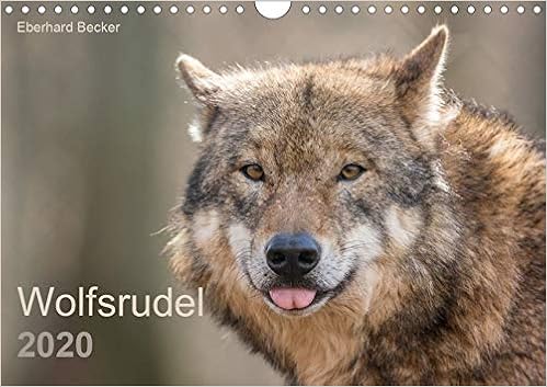 Wolfsrudel Wandkalender 2020 Din A4 Quer Das Wolfsrudel Eine Starke Gemeinschaft Monatskalender 14 Seiten Calvendo Tiere Amazon De Becker Eberhard Bucher