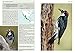 Woodpeckers of the World: A Photographic Guide