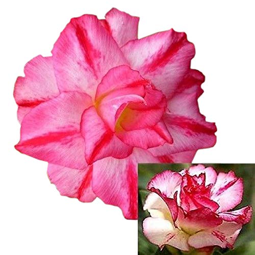 9GreenBox - Triple Spin Desert Rose Live Plant Ornament Decor for Home, Kitchen, Office, Table, Desk - Attracts Zen, Luck, Good Fortune - Non-GMO, Grown in The USA