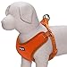 Blueberry Pet 4 Colors Better Basic Dog Harness Vest, Orange Fusion, Chest Girth 16
