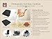 Lovehome Cool Gel Seat Cushion/Coccyx Seat Cushion for Lower Back Pain Relief (Design a with Cooling Vents)