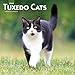 Tuxedo Cats 2020 12 x 12 Inch Monthly Square Wall Calendar, Animals Cats by