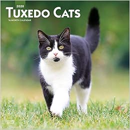 Tuxedo Cats 2020 Square Wall Calendar Browntrout 9781975409944