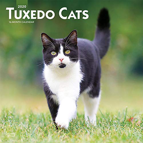 B.E.S.T Tuxedo Cats 2020 12 x 12 Inch Monthly Square Wall Calendar, Animals Cats D.O.C