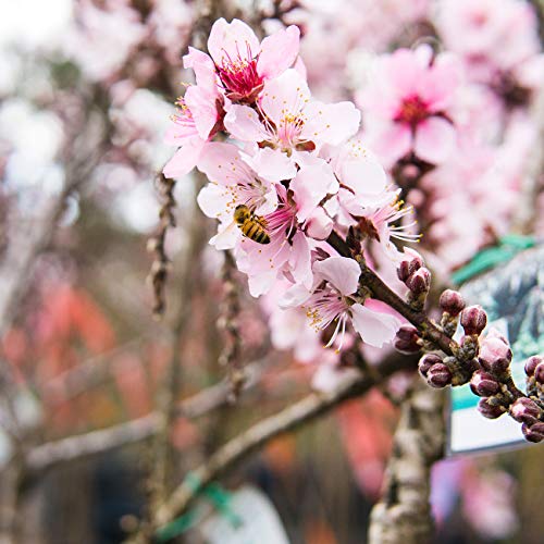Bonfire Patio Peach Tree 4 ft. Tall Unique Foliage Brightly