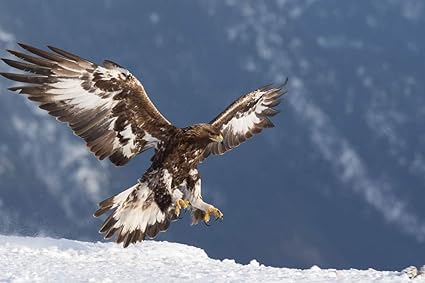 Amazoncom Egotou Golden Eagle Art Print On Canvas
