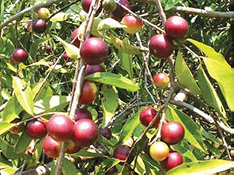 Portal Cool 10 Samen aus Brasilien Camu Camu - Myrciaria Dubia