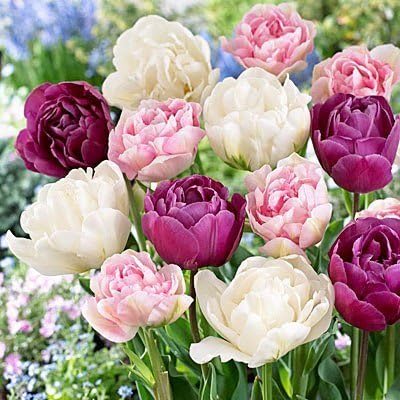 SILKSART 10 Double Tulip Bulbs early bloom Perennial Bulbs for Garden Planting Beautiful Flower--SHIPPING NOW!!!