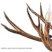 Antlers vintage Style Resin 6 light chandeliers 8688-6,Diameter 88CM Height 54CM antler chandeliers, from QIRUI Lighting