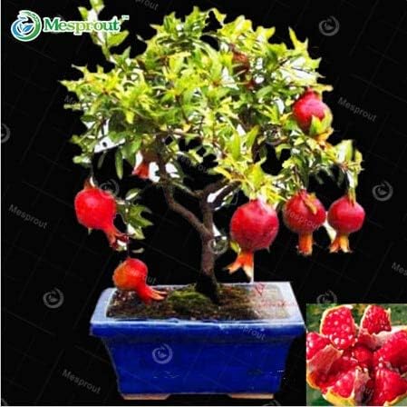 Amazon Co Jp 盆栽ザクロ盆栽非常に甘いおいしいフルーツ盆栽 多肉植物ツリー盆栽 パック ホーム キッチン