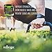 330g (12oz) 3-In-1 Post Workout 7G BCAA Powder by Natrogix, 3G Creatine and a 2:1:1 ratio of Branched Chain Aminos for Muscle Growth, Faster Recovery and Prevent Muscle Soreness. Great Taste. Low Carb