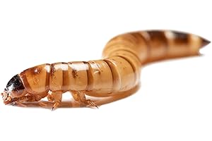 OVIPOST Live Superworms | 500 Count | Superworms Live for Reptiles, Large Bulk Arrival of Morio Super Worms Live Feed for Bearded Dragon, Lizard, Fish and Pet Food, 2 Inches Long
