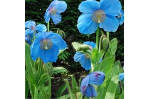 - Meconopsis 'Lingholm' (ex Grandis) Seeds : Package Contains Seeds Only
