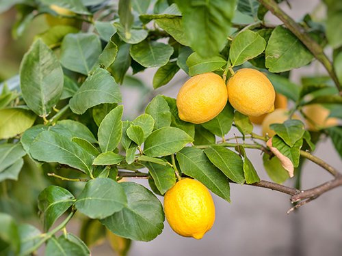 Happy Birthday Meyer Lemon Gift Tree By The Magnolia Company Get Fruit Dwarf Fruit Tree With 