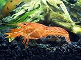 1 Male/Female Pair of ORANGE CPO Dwarf Mexican Crayfish/Mini Lobsters (Cambarellus patzcuarensis) - 1/2 inch to 1 1/2 inches by Aquatic Arts