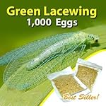 Green Lacewing 1000 Eggs - Good Bugs - Aphid Exterminator by The Future