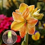 Potted Flowers Yellow Amaryllis Bulbs,Hippeastrum Bulbs (they are not Hippeastrum seeds) - 2 Bulbs