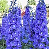 Outsidepride Delphinium King Arthur - 1000 Seeds