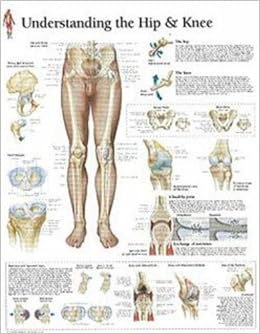 Amazon Understanding Hip Knee Scientific Publishing Orthopedics