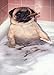 Pug Takes Bubble Bath - Avanti Funny Dog Father's Day Card
