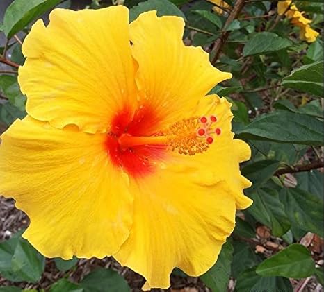 Amazon Com Hawaiian Yellow Hibiscus Plant Cutting Grow Hawaii Garden Outdoor