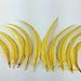 Sowder Yellow Rooster Coque Tail Feathers 13-16inch Lengh Pack of 50