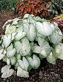Moonlight Caladium