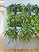 Wally Eco Spa Vertical Garden Living Wall Planterthumb 4