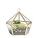 NCYP Modern Clear Glass Jewelry Box with Swing Lid, Pentagon Shape Closed Geometric Terrarium Planter Pot for Succulent Plant, Fern, Wedding Decor, Gold Container (No Plants)
