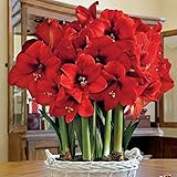 Giant Amaryllis Bulb Red Star Amaryllis Barbados Lily DIY Home Garden Lily Potted Balcony Flower Amaryllis Bulbs for Sale Amaryllis Plant Hippeastrum Bulbs